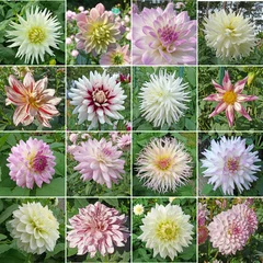 Crédence de cuisine en verre imprimé Dahlia dahlias blancs