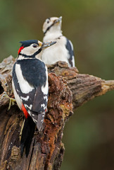 Two Great Spotted Woodpeckers on a stump