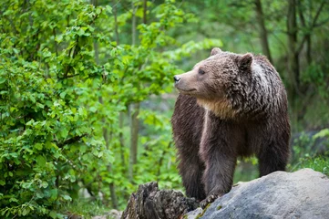 Foto op Aluminium brown bear (lat. ursus arctos) © Peter Wey