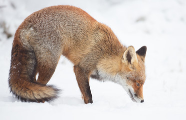 Red fox in a snowy landscape