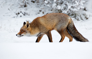Red fox walks through the snow