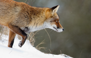 Red fox in a snowy landscape
