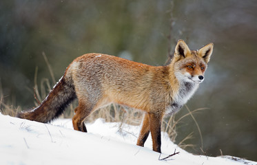 Naklejka na ściany i meble Red Fox w snowy krajobrazu