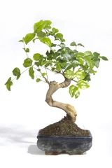 Photo sur Plexiglas Bonsaï Plantes - gros plan d& 39 un bonsaï