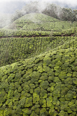 Tea plantation in Munnar, India - obrazy, fototapety, plakaty
