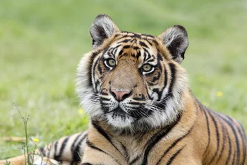 Tuinposter Sumatran Tiger © Megan Lorenz