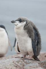 Fototapeta premium Antarctic penguin chick who almost molted.
