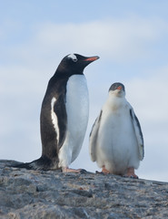 Chicks and female Gentoo penguins.