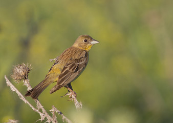 Female Black-headed Bunting.