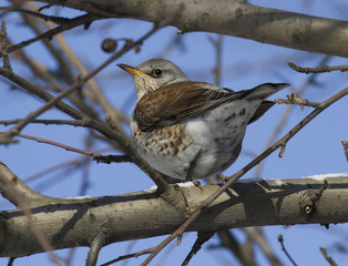 Fieldfare Thrush sitting on a tree branch-2.