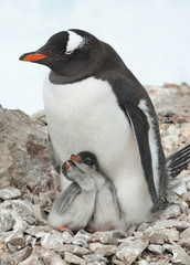 Fototapeta premium Gentoo penguin female sitting on the nest.
