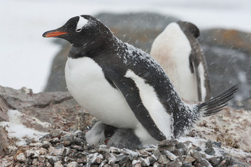 Fototapeta premium Gentoo penguin in the nest during a snowfall