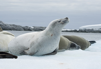 Naklejka premium Group crabeater seals.