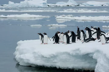 Tuinposter Penguins on the ice. © Tarpan