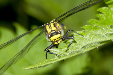 Portrait of a dragonfly in the forest shade.