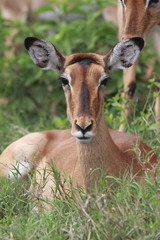 Impala