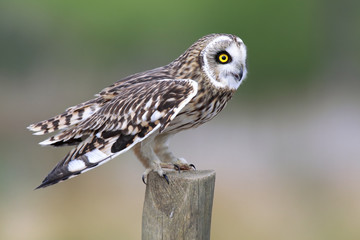 Short-Eared Owl
