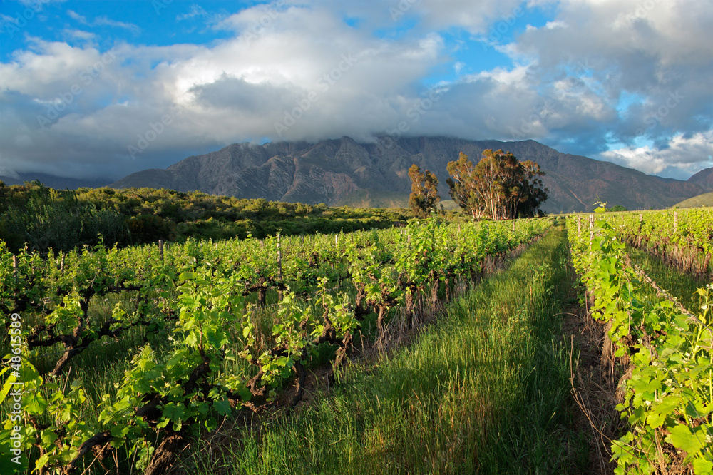 Poster Vineyard landscape, Western Cape