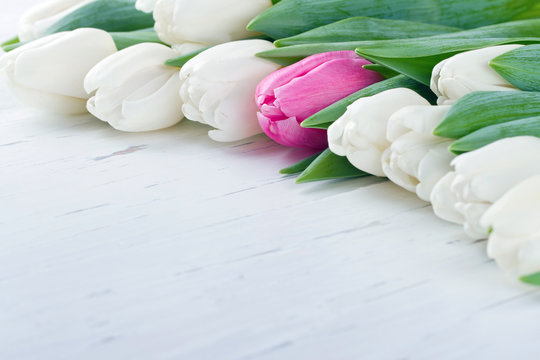 Single pink tulip among white tulips
