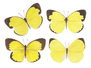 butterfly grass yellow