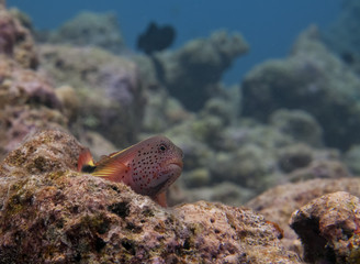 A colorful sergeant fish looking at you  in Maldives