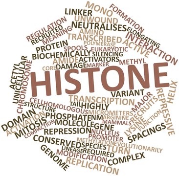 Word cloud for Histone
