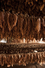 Drying of tobacco leaves, Vinales, Cuba