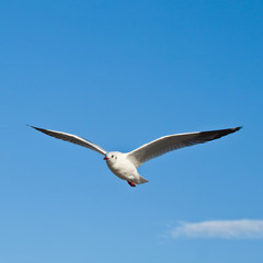 Seagull in blu sky background