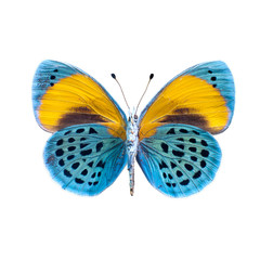 Papillon sur fond blanc en haute definition