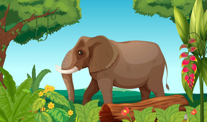 A big elephant in the jungle