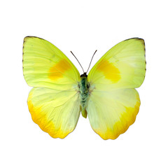 Obraz na płótnie Canvas Motyl na białym tle wysokiej definicji