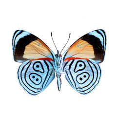 Fototapeta premium Papillon sur fond blanc en haute definition