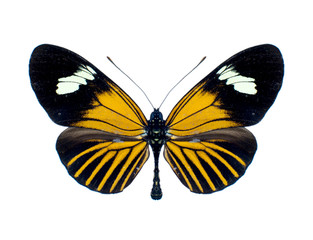 Papillon sur fond blanc en haute definition