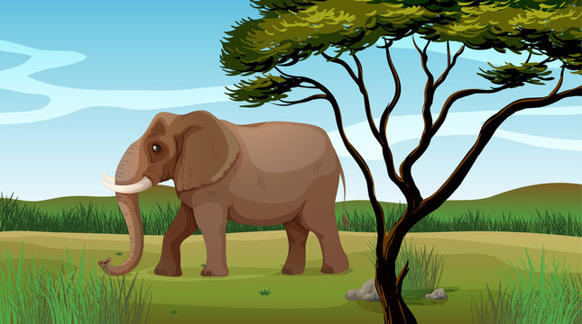 A huge elephant