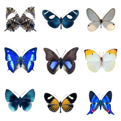 Collection de papillons sur fond blanc en haute definition
