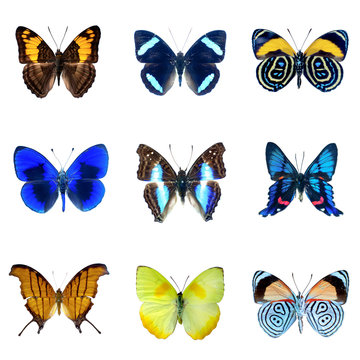 Collection de papillons sur fond blanc en haute definition