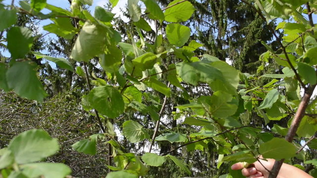 hand pick gather ripe hazel nutwood nuts nut-tree branch