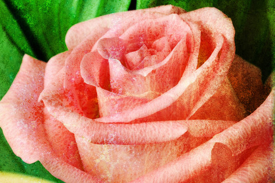 Fiore quadro
