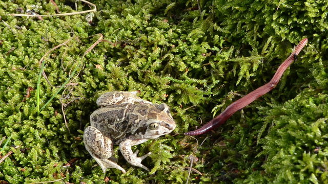 garlic spadefoot toad pelobates fuscus moss catch prey worm
