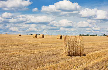 Fototapeta premium big round bales of straw in the meadow
