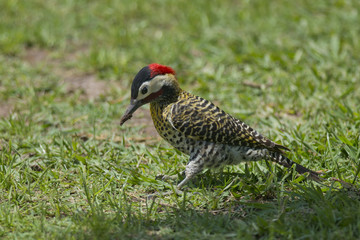 Striped Woodpecker on the Grass