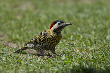 Striped Woodpecker on the Grass