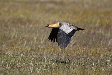 Black-faced Ibis flying