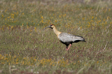 Naklejka premium Black-faced Ibis on the Grass