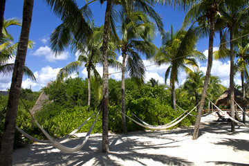 Beach Paradise Hammock under Palm Trees
