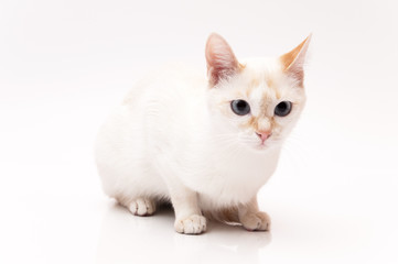 white Cat