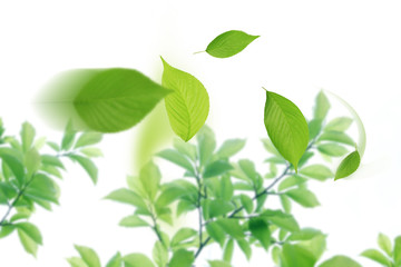 Fototapeta na wymiar Świeże zielone liście fruwające
