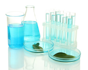 test-tubes and leaves tested in petri dishes  isolated on white