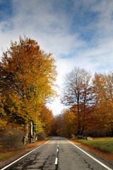 Tree-lined road in Urbasa, Navarre