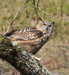 Eagle Owl.